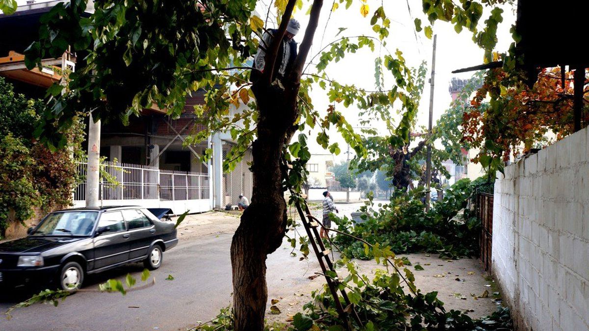 Sarıgöl\'de Ağaçlar Budanmaya Başladı