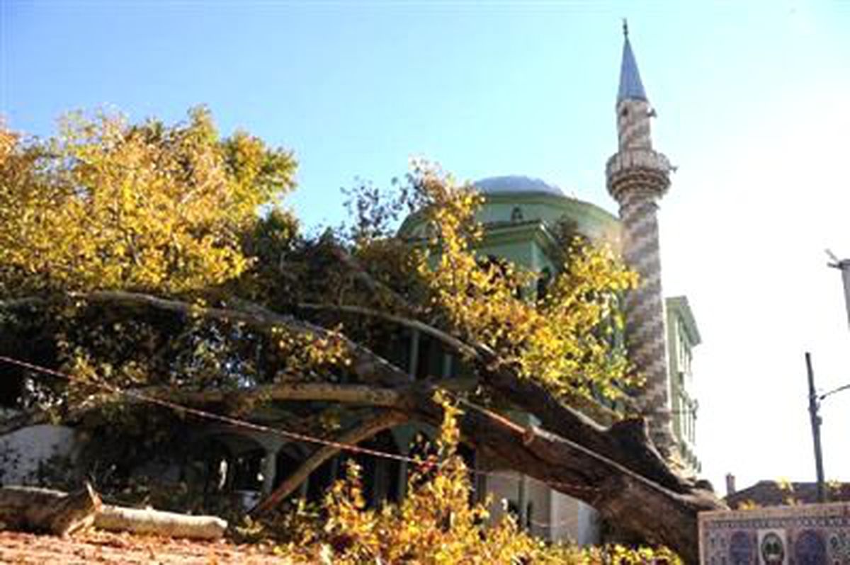 Tarihi Çınar Zamana Yenik Düştü