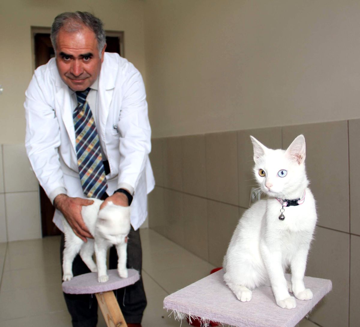 Van Kedileri Doç. Dr. Kaya\'ya Emanet