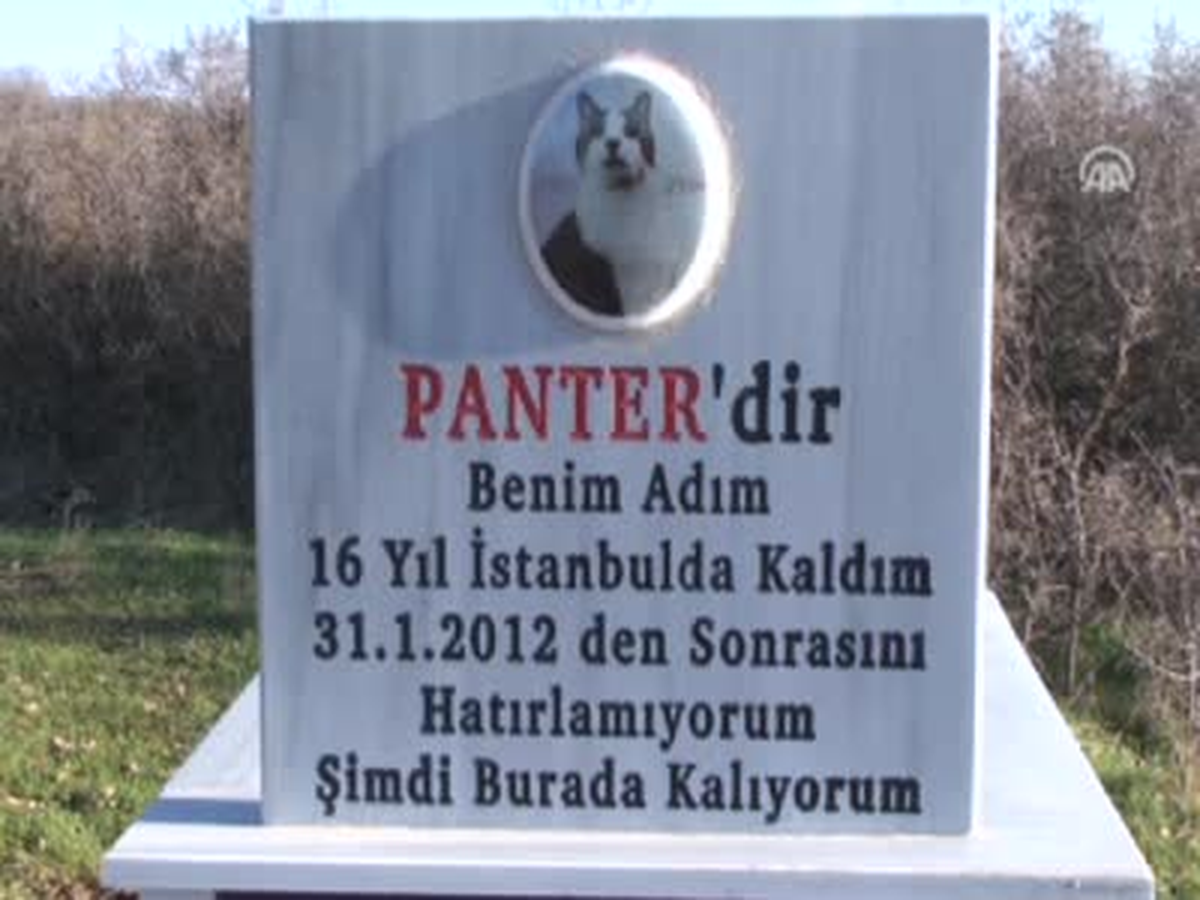 Kedi İçin Tarla Alıp, Mezar Yaptırdı