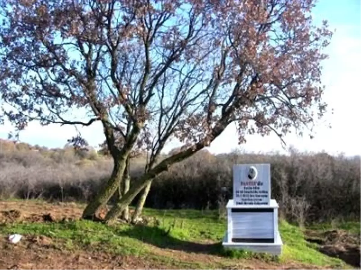 Kedisi İçin Özel Mezar Yaptırdı