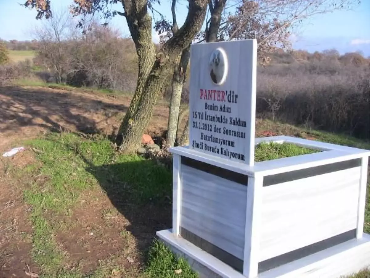 Kırklareli Kedisi İçin Özel Mezar Yaptırdı
