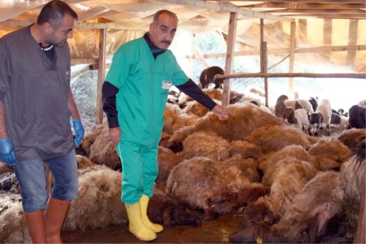 Aç Kurtlar 70 Koyunu Parçaladı