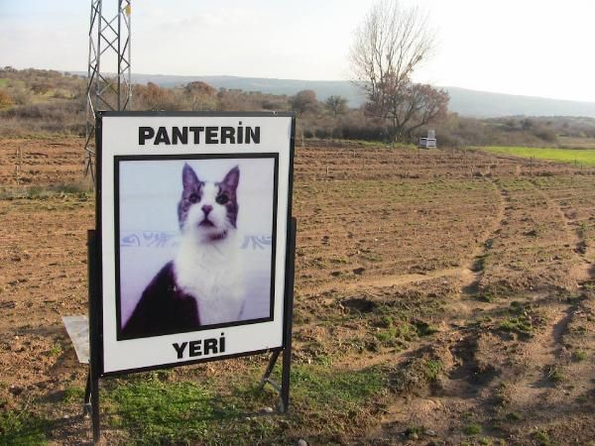 Ölen Kedisi İçin Mezar Yaptırdı