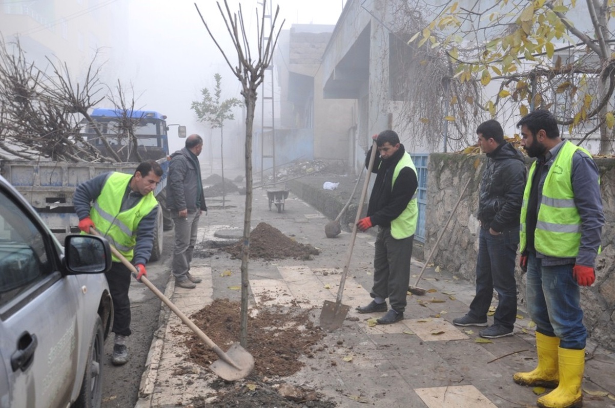 Siirt\'te Güz Dönemi Ağaçlandırma Çalışması