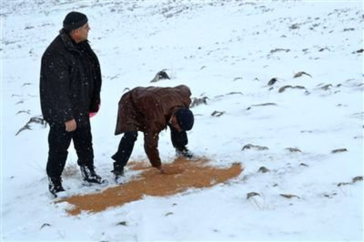 Iğdır\'da Doğaya Yem Bırakıldı