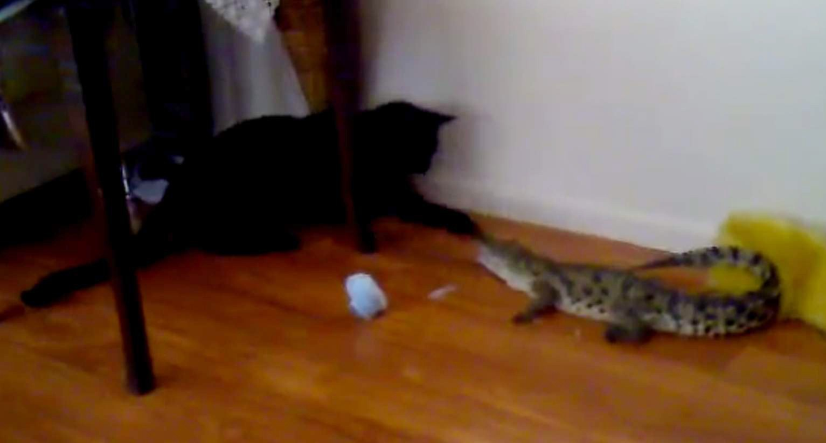 \'Kedi Bak Git\'