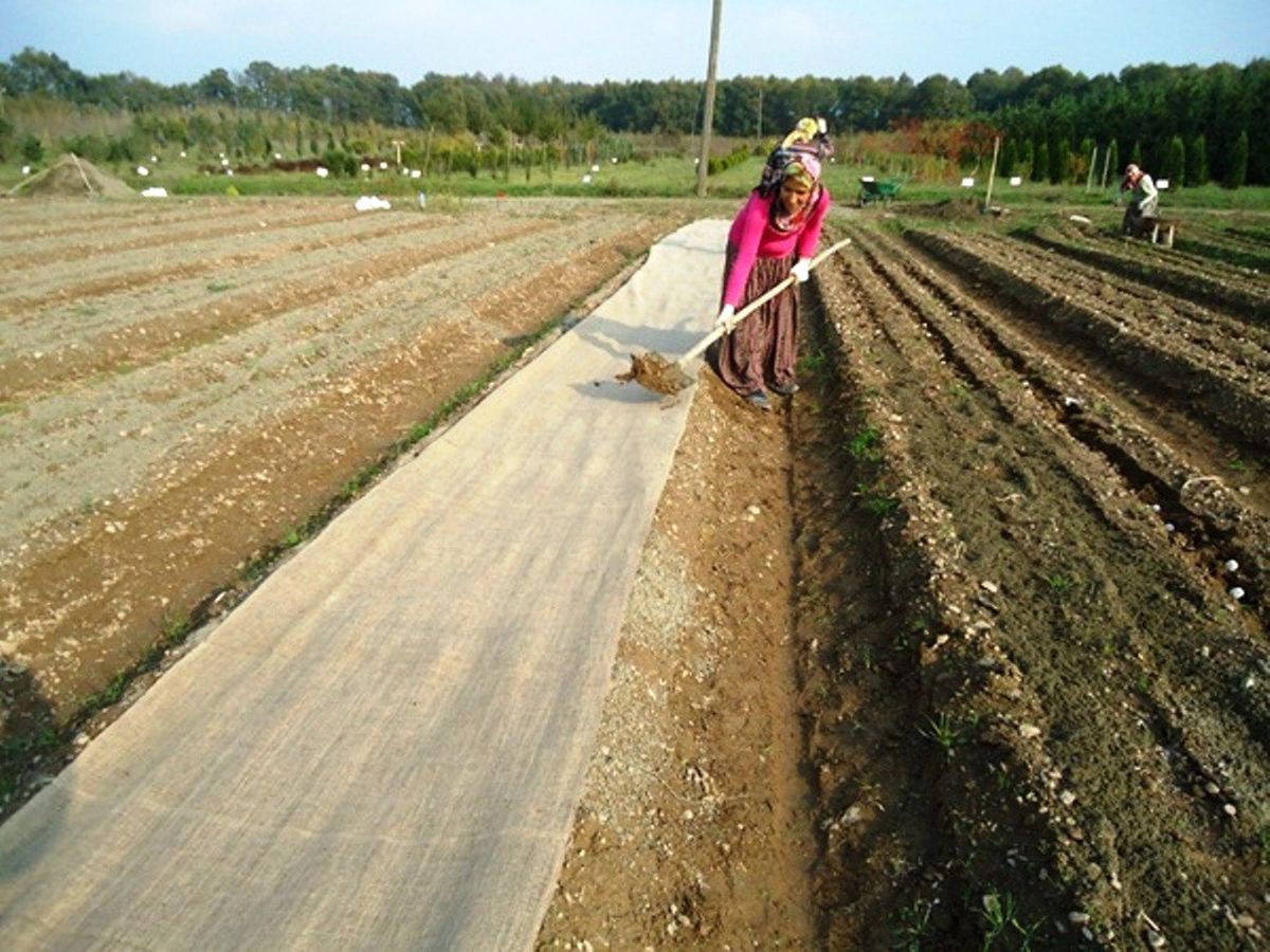 Ceviz Ekim Çalışmaları Tamamlandı