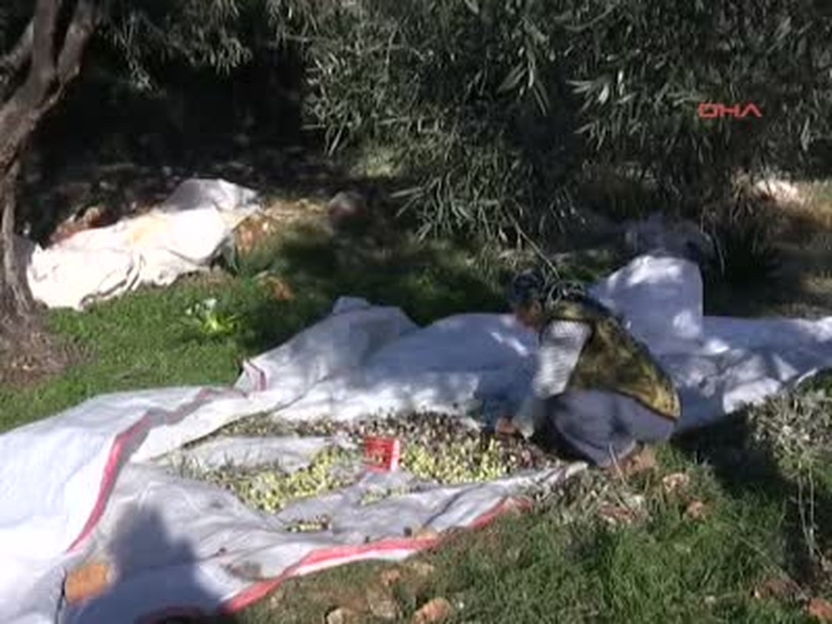Datça\'da Geleneksel Zeytinyağı Üretimi Yapılıyor