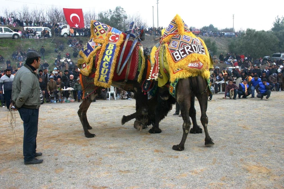 İzmir\'de Deve Güreşleri Başladı