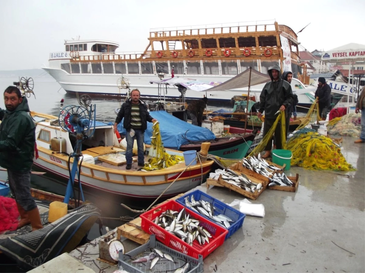 Ayvalık\'ta Kupa Balığı Bereketi