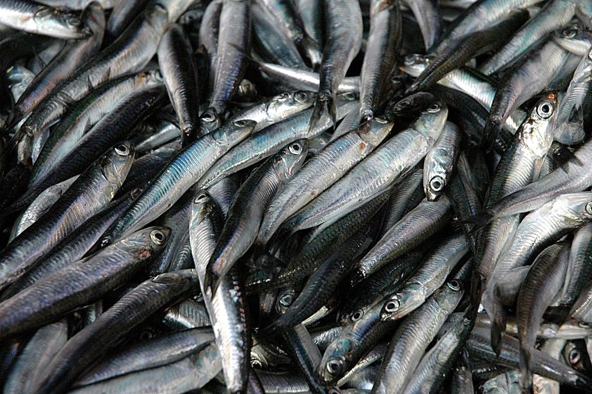 Hamsi, Doğu Karadeniz\'e Kaçtı