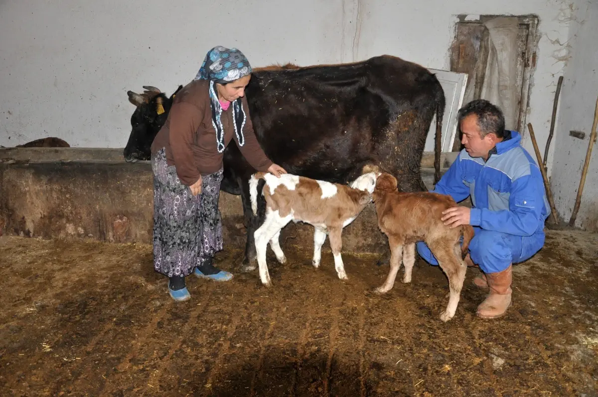 İki Farklı Cins Yavru Doğuran İnek Şaşırttı