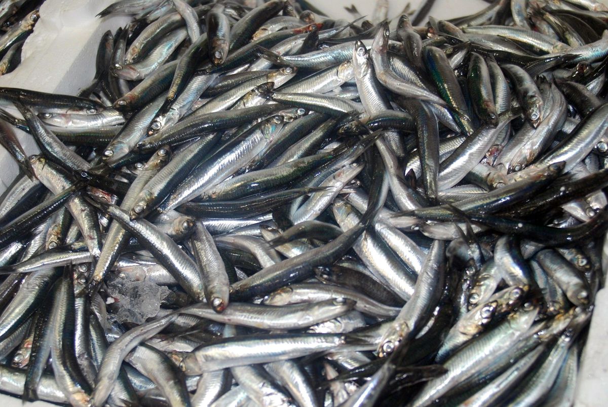 Karadeniz\'in Hamsisi Marmara\'dan...