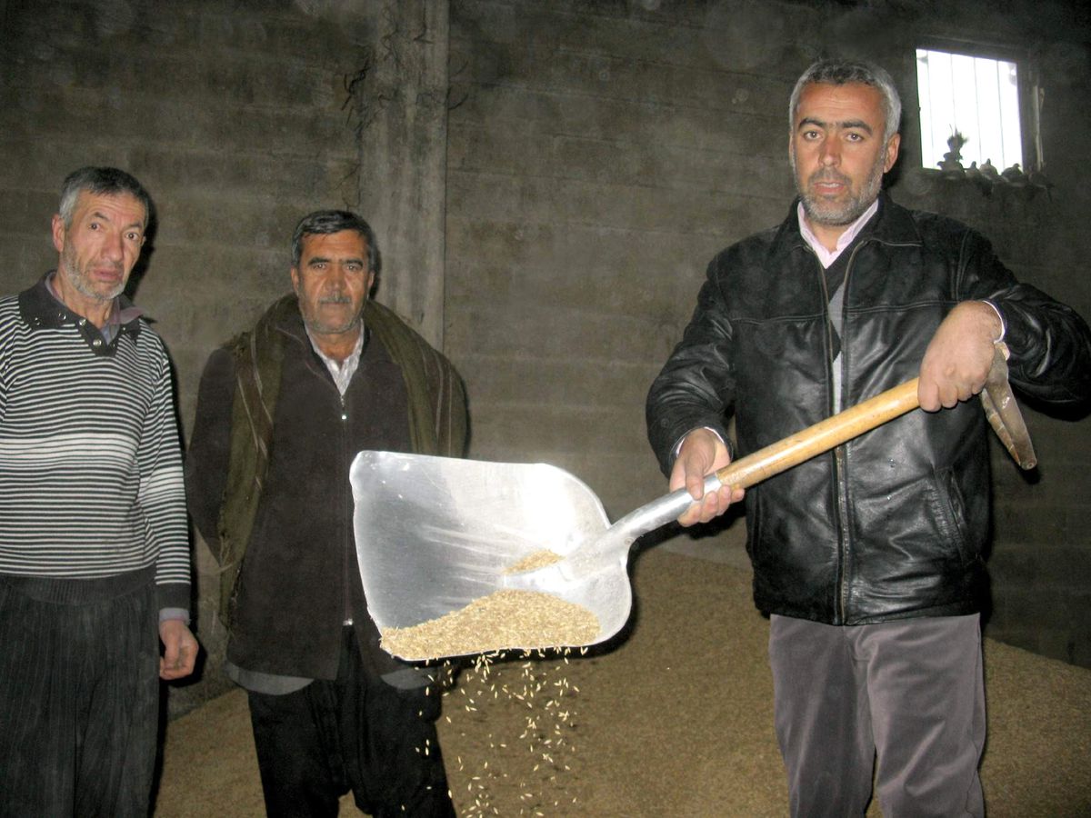 Arpa Fiyatının 85 Kuruşa Yükselmesi Besicileri Zor Duruma Düşürdü