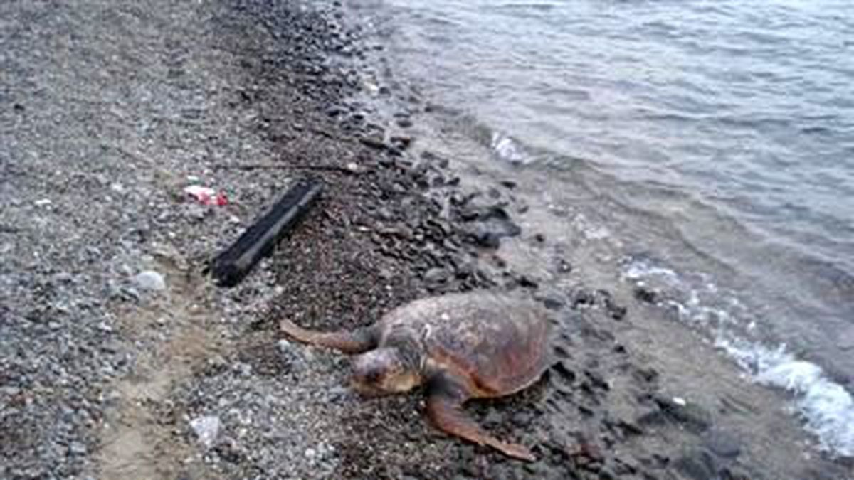 Foça\'da Oltaya Takılarak Ölen Caretta Carretta Kıyıya Vurdu
