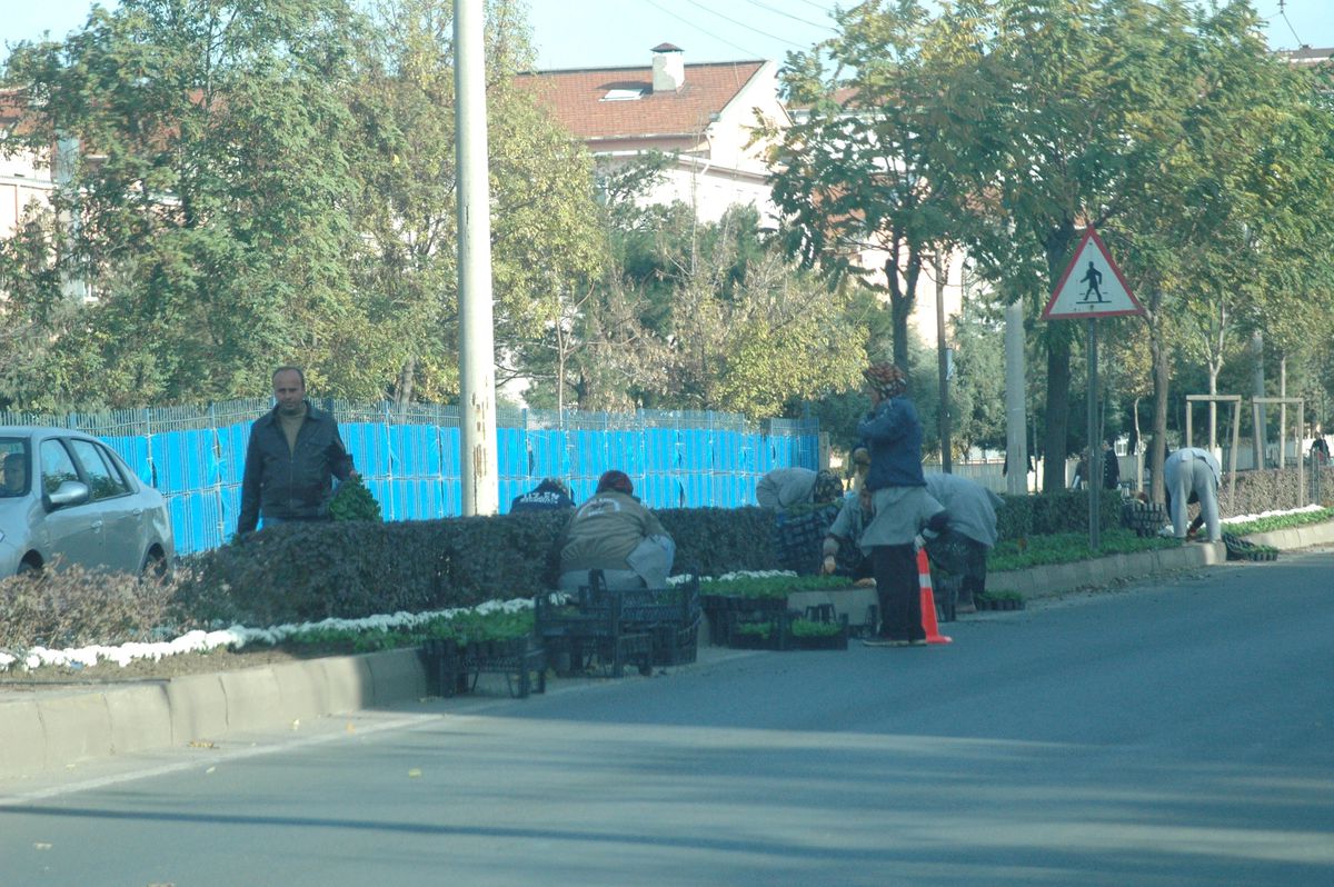 Kış Çiçekleri Toprakla Buluşuyor