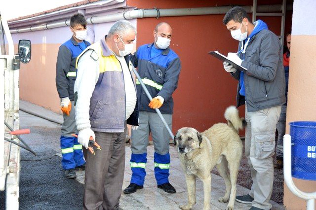 Kocasinan\'dan Sokak Köpeklerine Kış Koruması