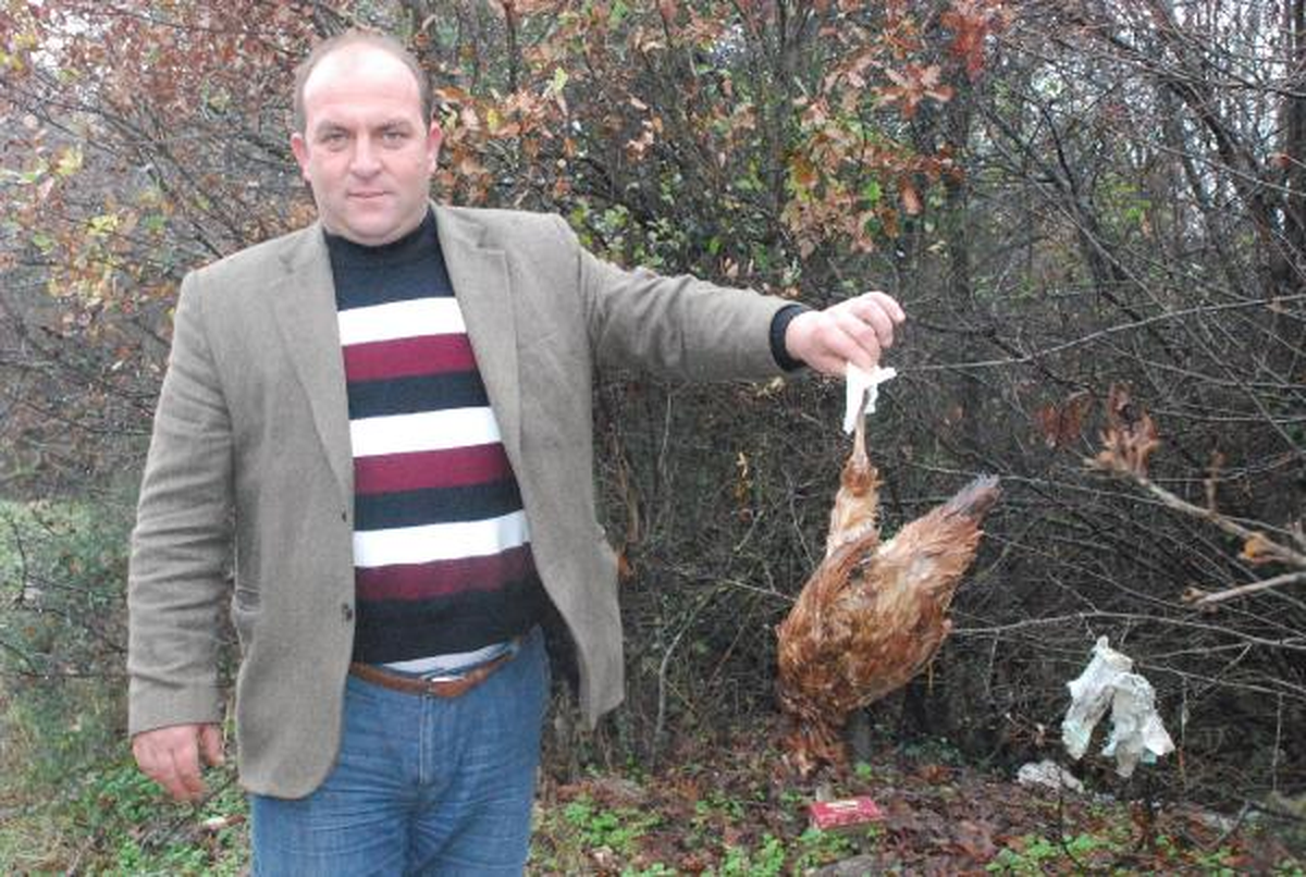 Mustafakemalpaşa\'da Korkutan Tavuk Ölümleri