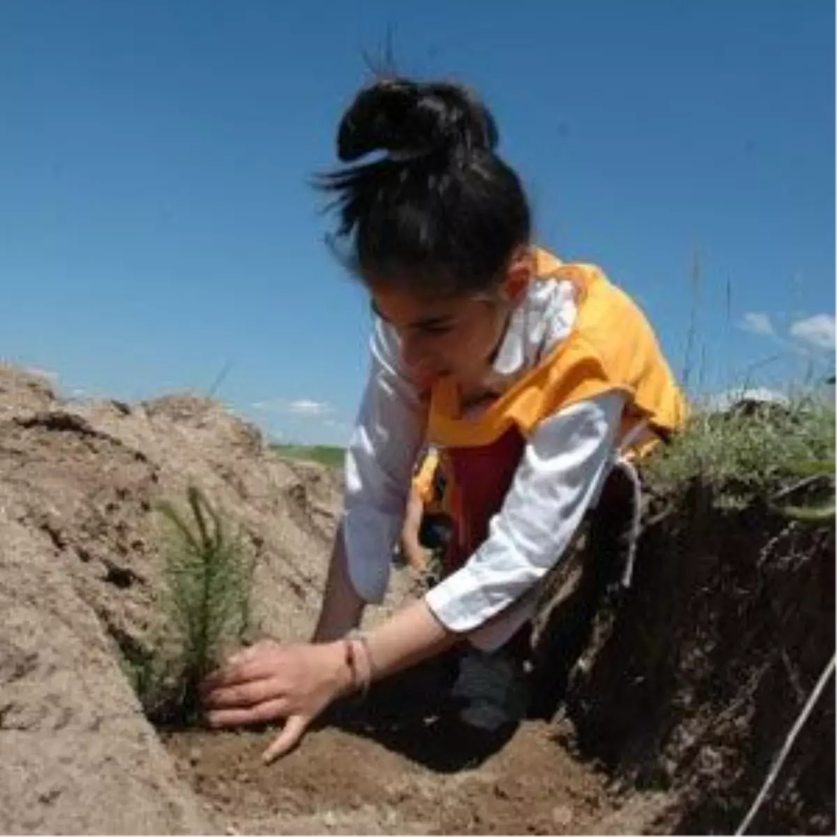 Türkiye İş Bankası, 2 Milyon 205 Bin Fidan Dikti