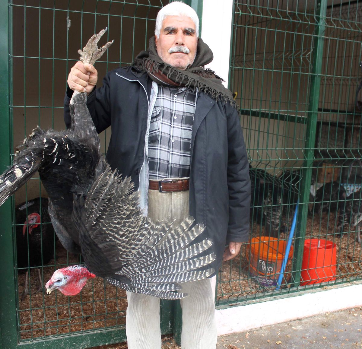 Yılbaşı Hindileri Görücüye Çıktı
