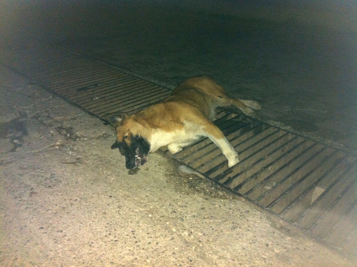 Demre\'de Köpek Ölümleri