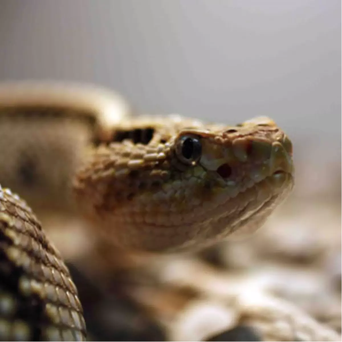 Dünyanın En Tehlikeli Yılanları