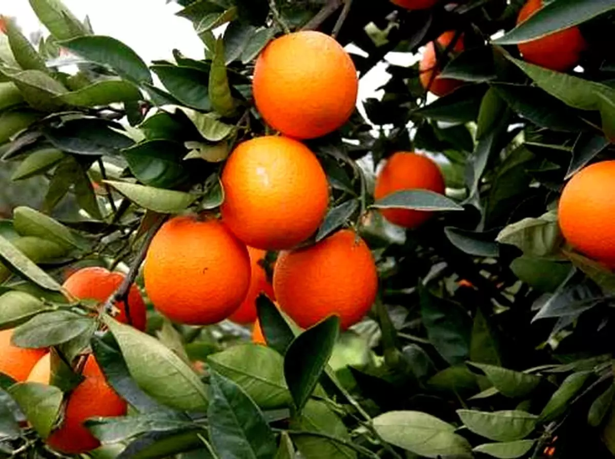 Narenciye Üretimi Uzaydan İzlenecek