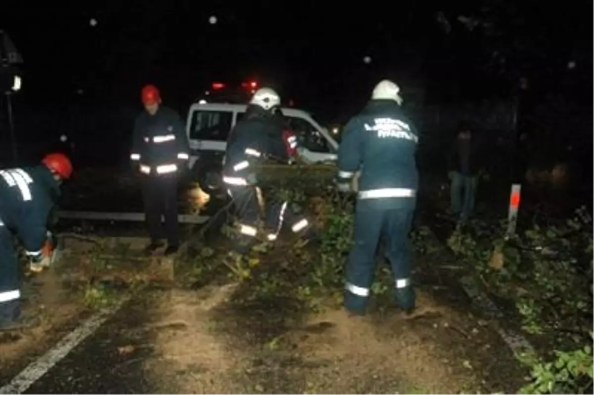 Şiddetli Rüzgar Ağaçları Devirdi