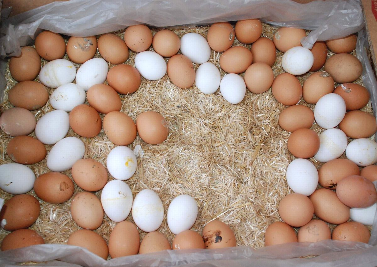 Yumurta\'nın Açıkta Satışına Yasak Geliyor