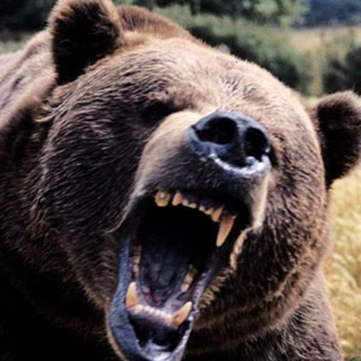 Bozayı Saldırısında Hayatta Kalma Rehberi