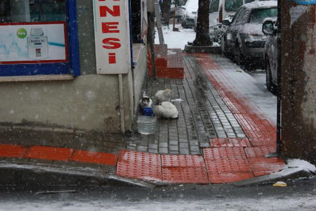Karda Aç Kalan Kedilere Yiyecek Bıraktılar