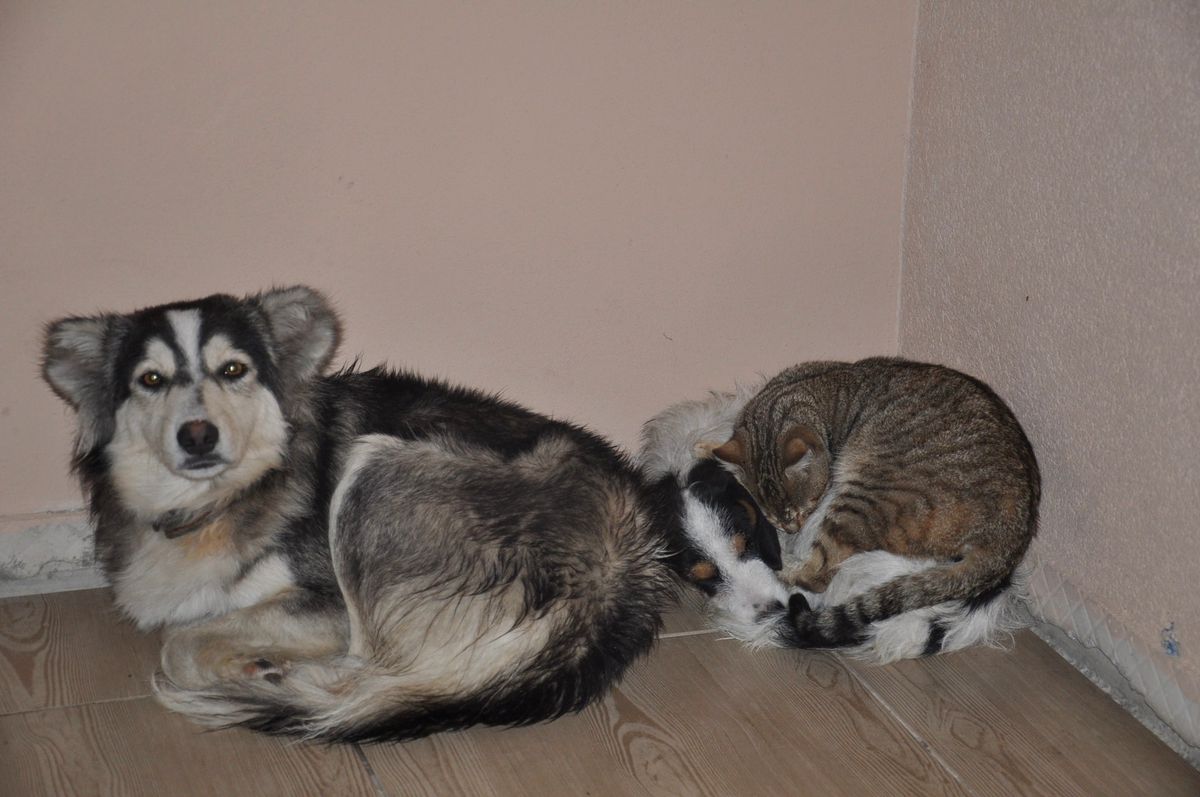 Kedi ile Köpeğin Dostluğu Şaşırtıyor