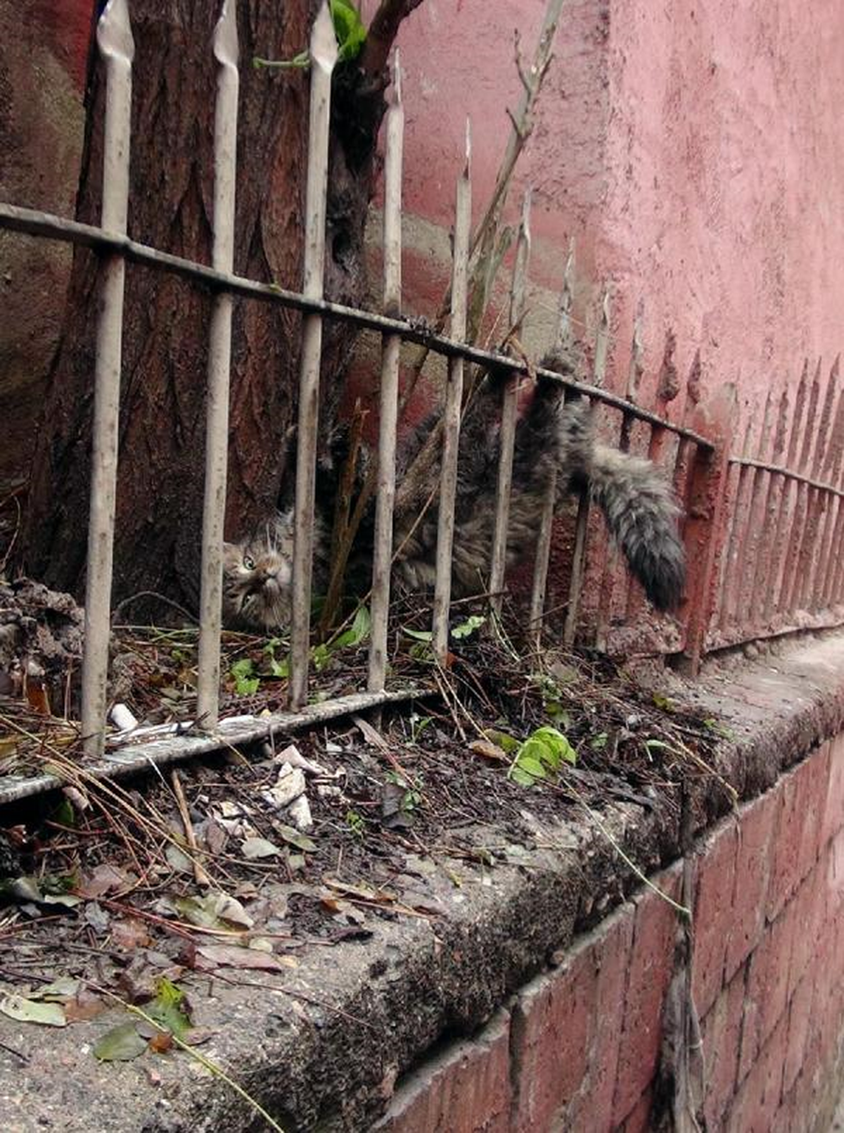 Kedi, Korkuluk Demirinin Üzerine Düştü