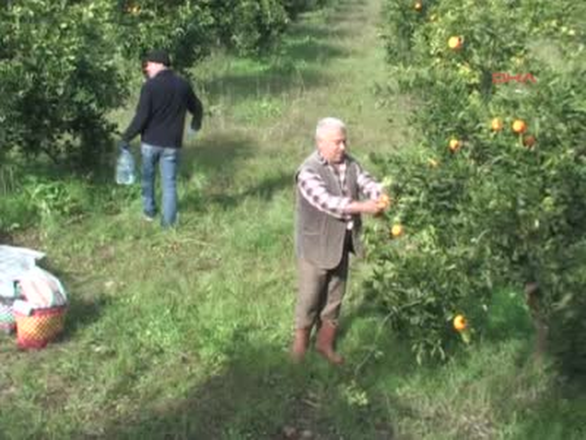 Marmaris Narenciye Üreticisi Dertli Narenciye Üreticisi Dertli Muğla\'da Narenciye Üretiminde Çok...