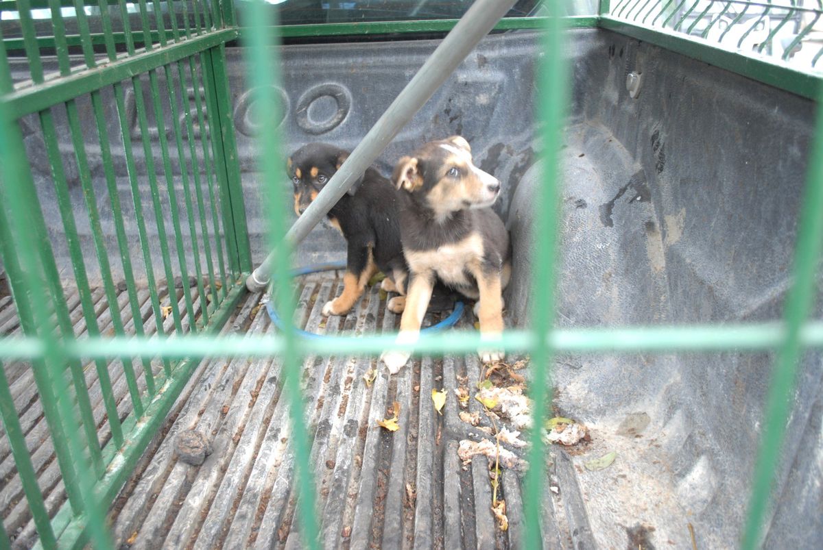 Siverek\'te Köpek Kurtarma Operasyonu