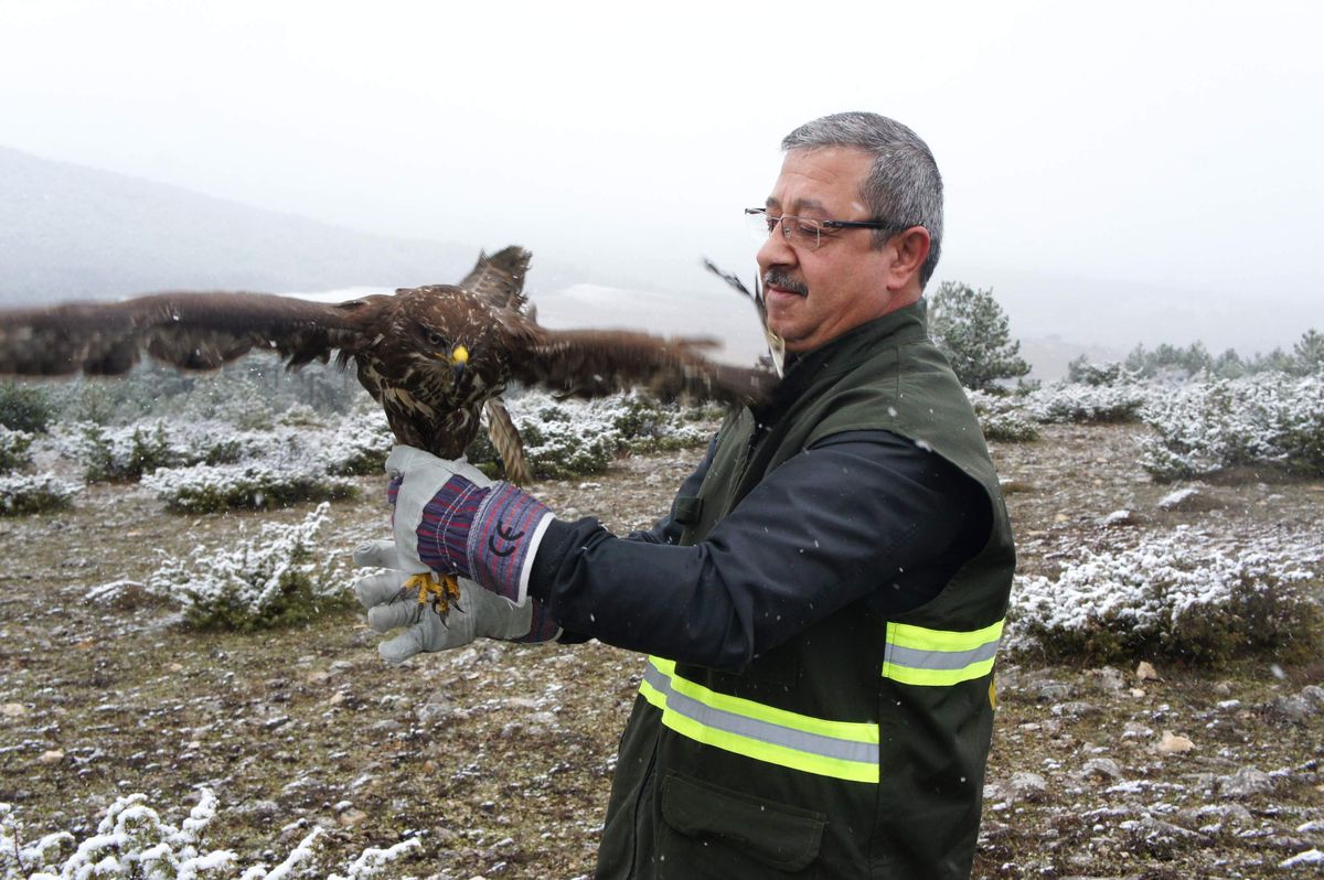 Yaralı Şahin Tedavi Edilip, Doğaya Salındı