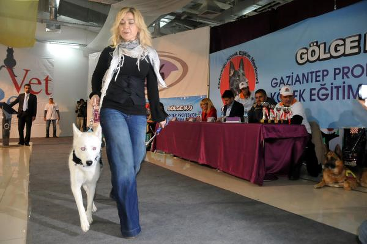 En Güzel Köpekler Yarıştı