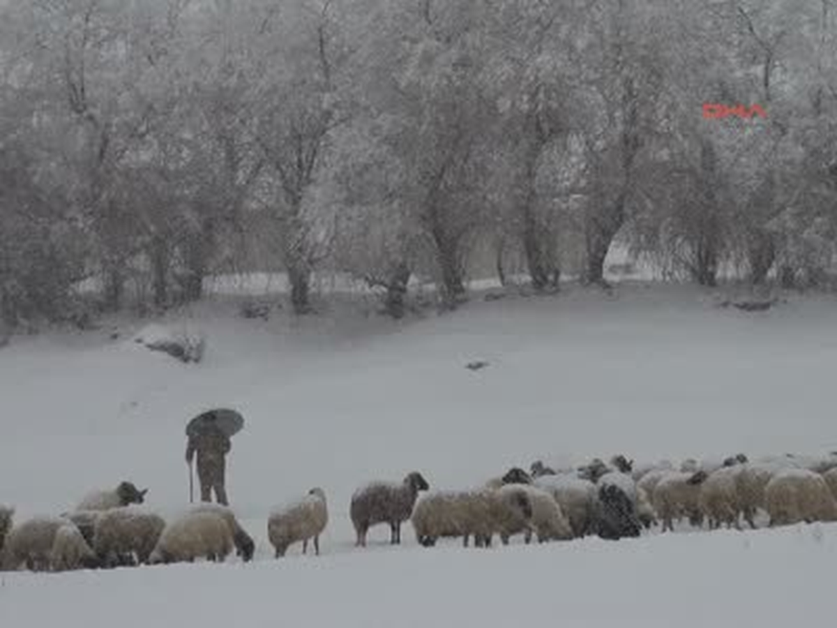 Van Doğuda Kar Çilesi Doğuda Kar Çilesi