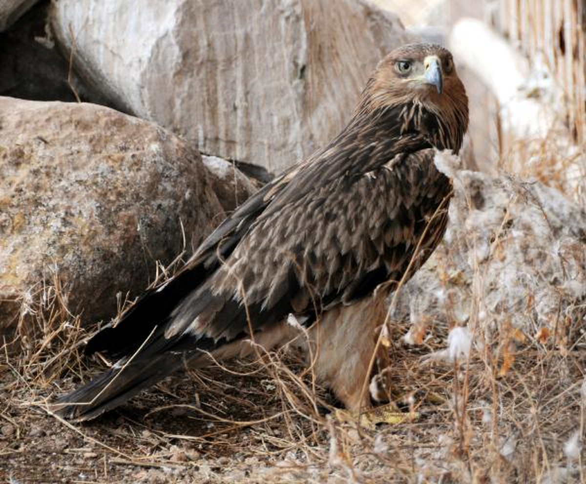 Avcılar, \'Şah Kartalı\' Vurdu
