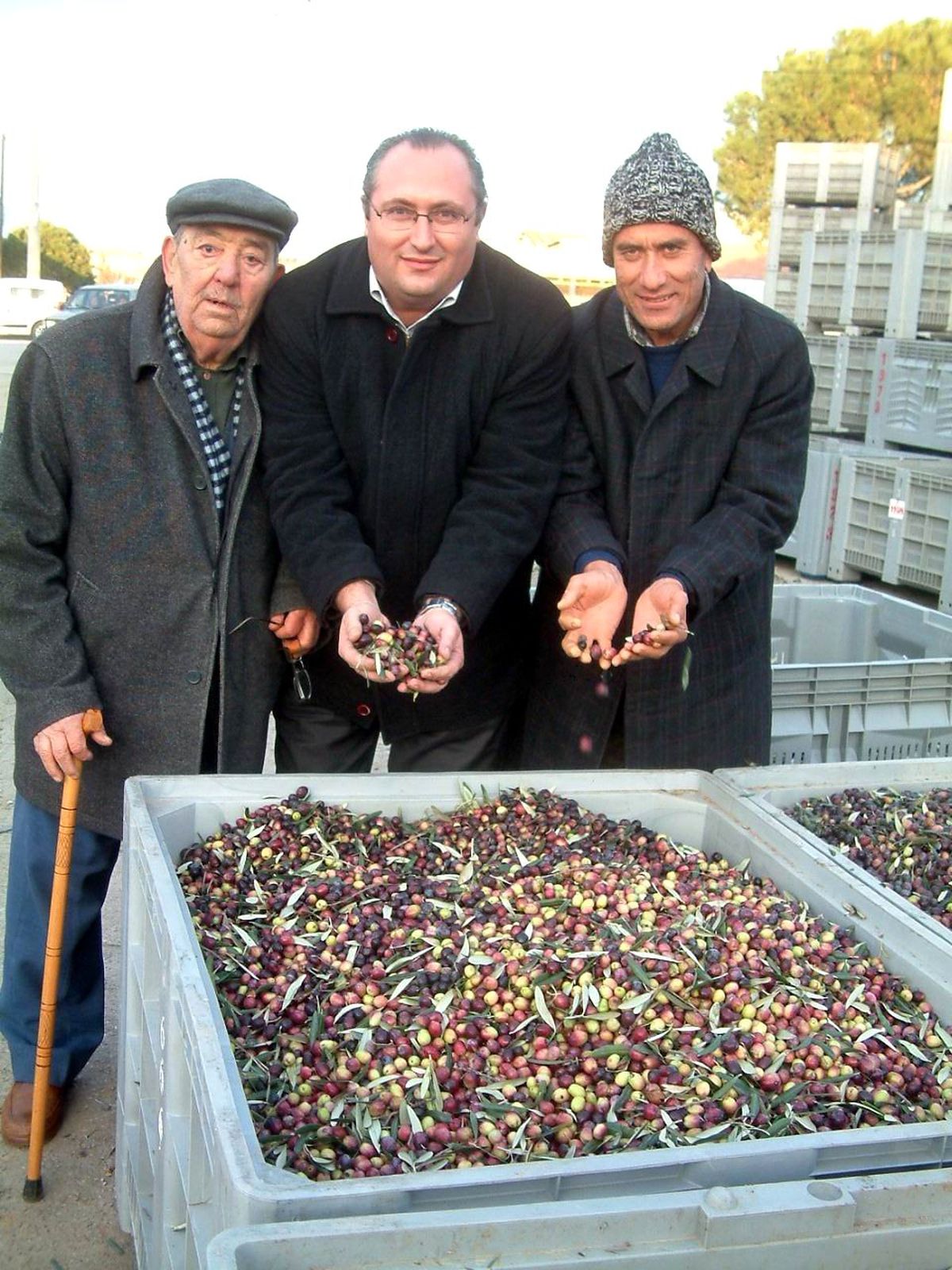 Burhaniye\'de Zeytin Bereketi
