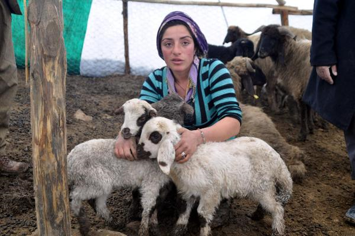 Cizre\'de 150 Koyun Havasızlıktan Öldü