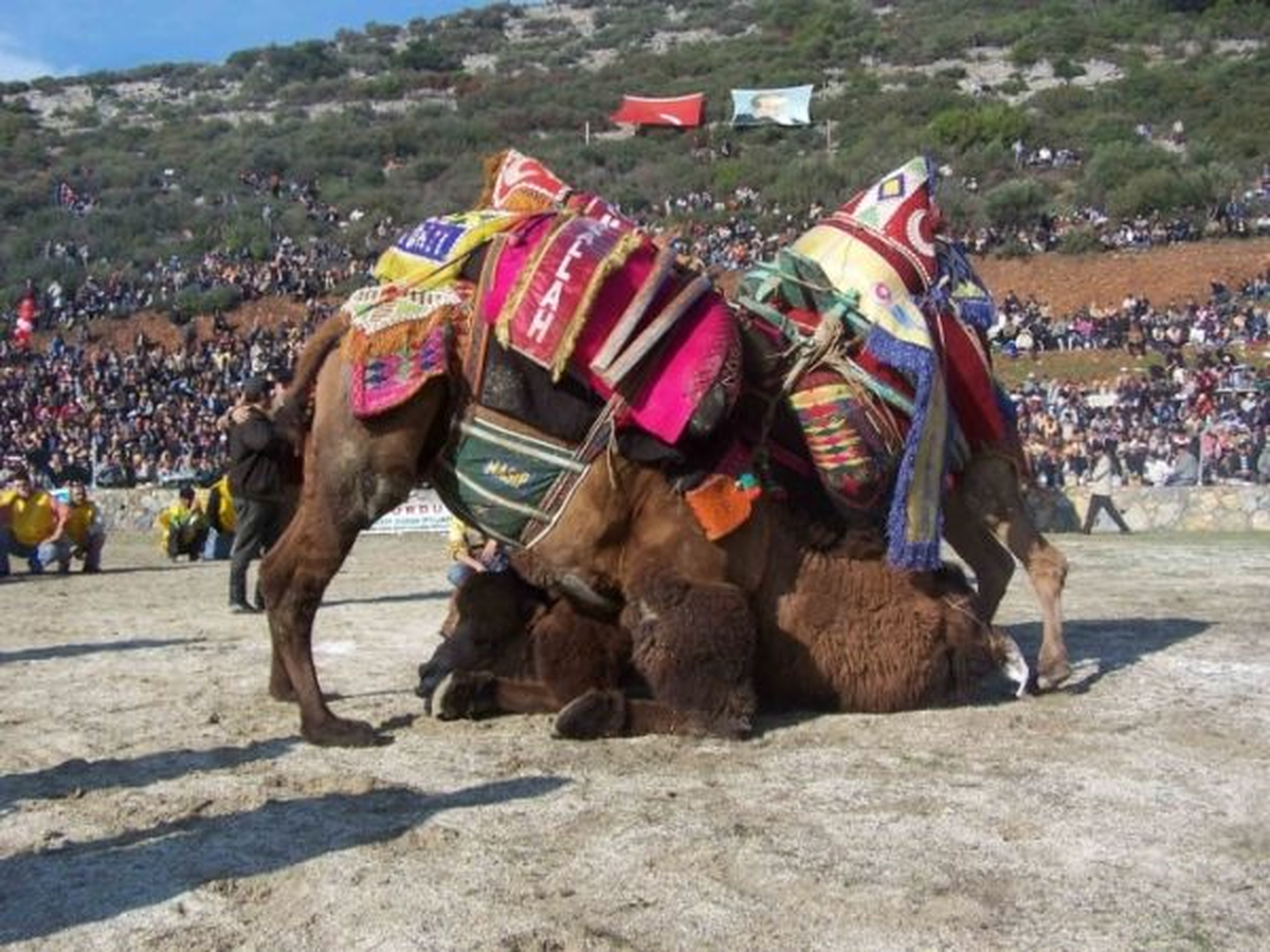 Edremit Deve Güreşi Festivali