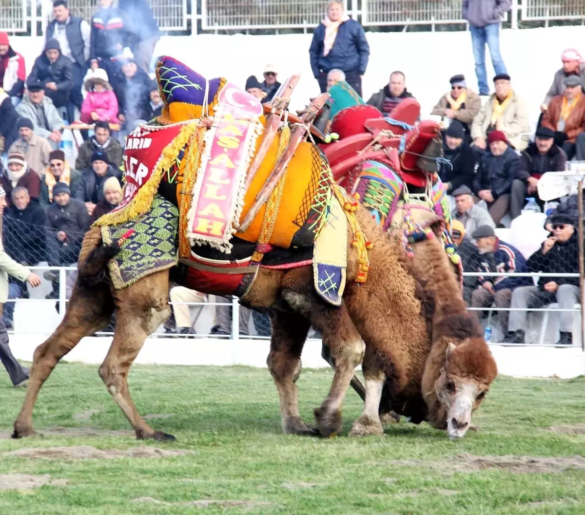 Kaz Dağları\'nda Deve Güreşi Heyecanı