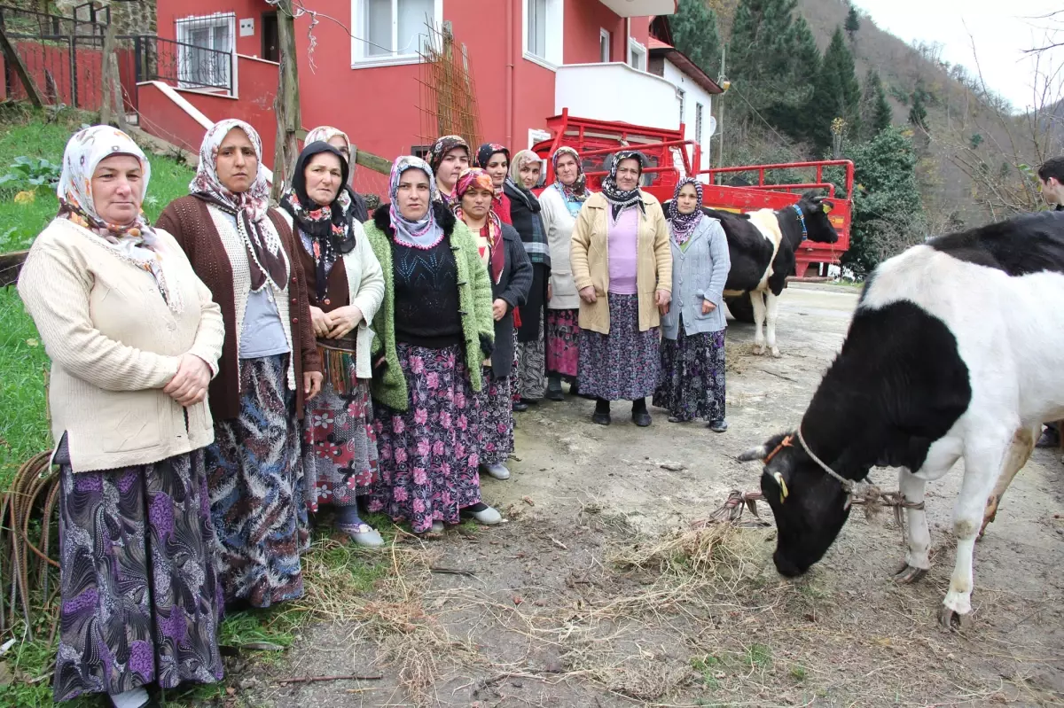 Sığırlar Başlarına Dert Oldu
