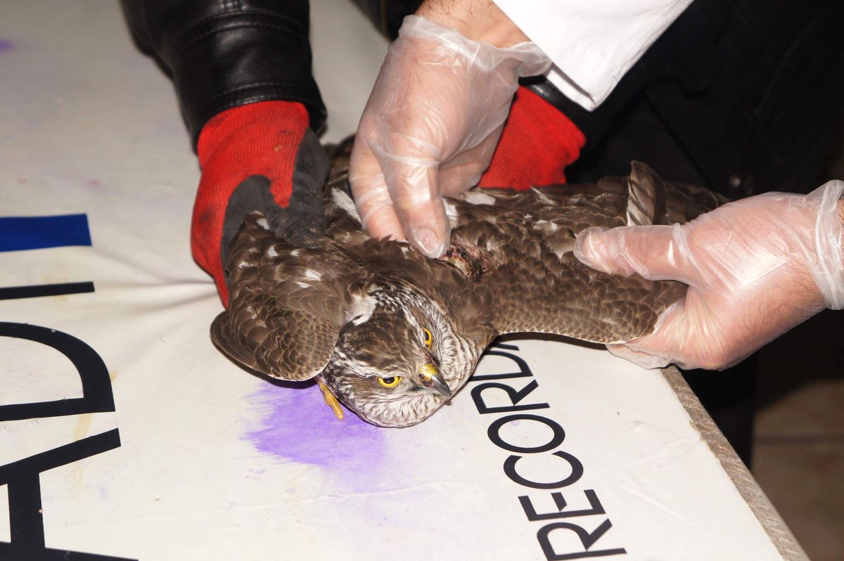 Avcıların Yaraladığı Atmaca Tedavi Altına Alındı