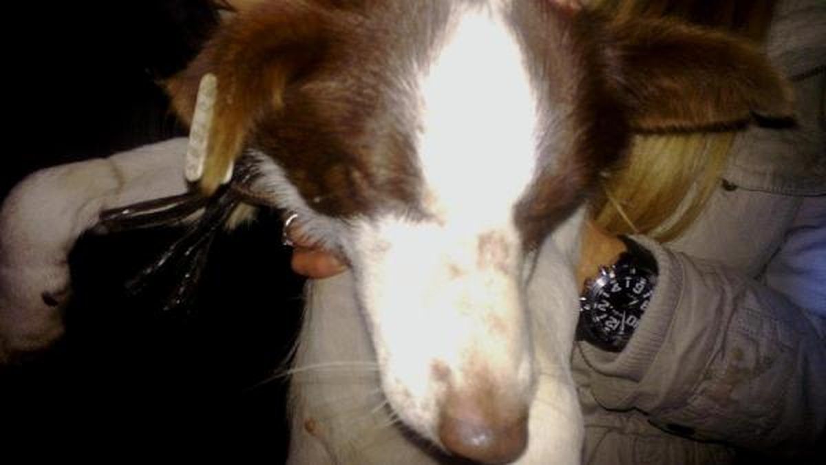 Komşu Köpeğine Tecavüz