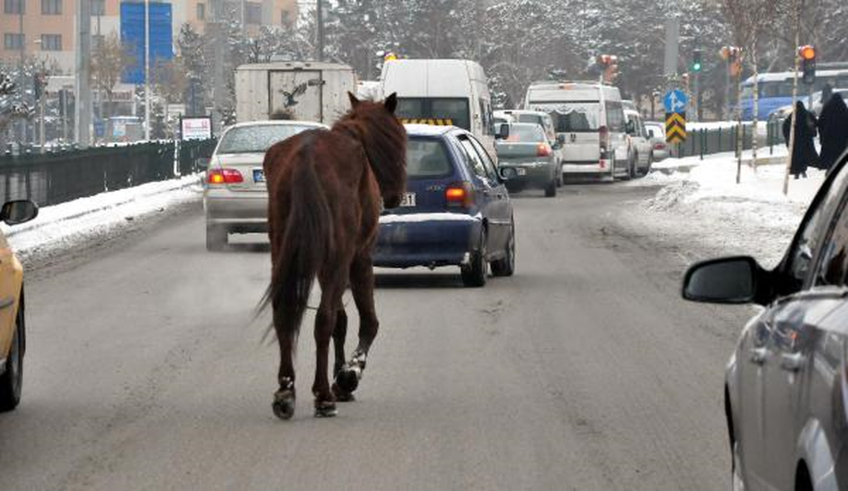 Erzurum\'da Trafiği Karıştıran Atı Taksiciler Yakaladı