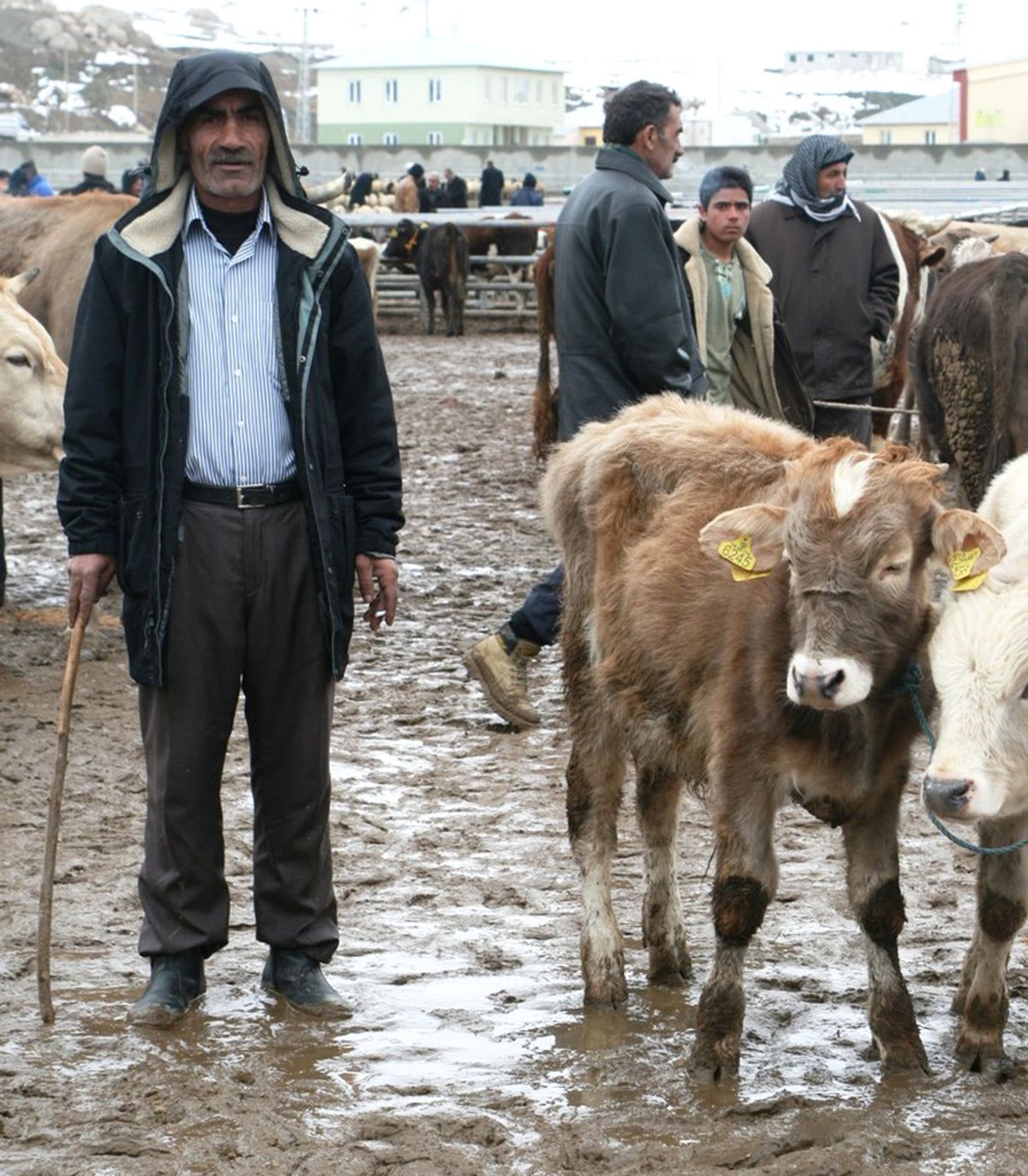 Hayvan Pazarında Çamur Rezaleti