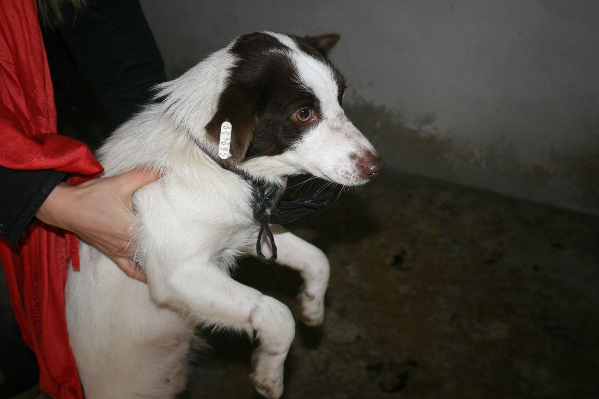 Köpeğe Şiddet İddiası